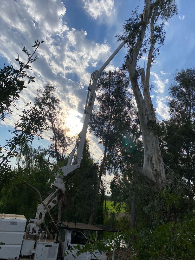 All Photos for Lalo's Tree Service in Willows, CA