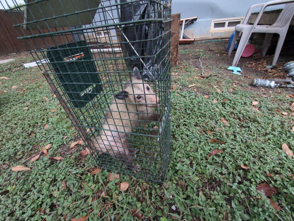 All Photos for Topper's Wildlife Removal in Garland, TX