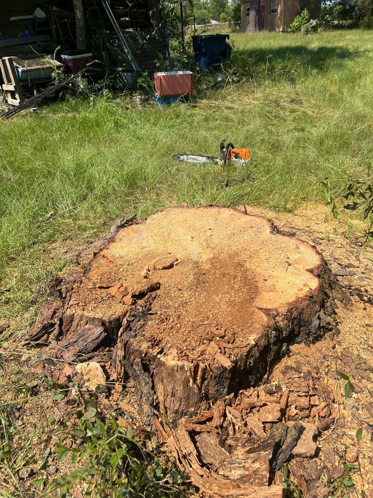 Tree Removal for Best Price Tree Service in Hallsville, TX