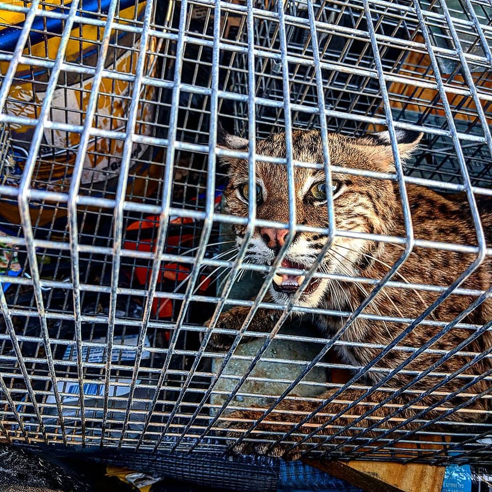 Wildlife Control for Toppers Wildlife Removal in Garland, TX