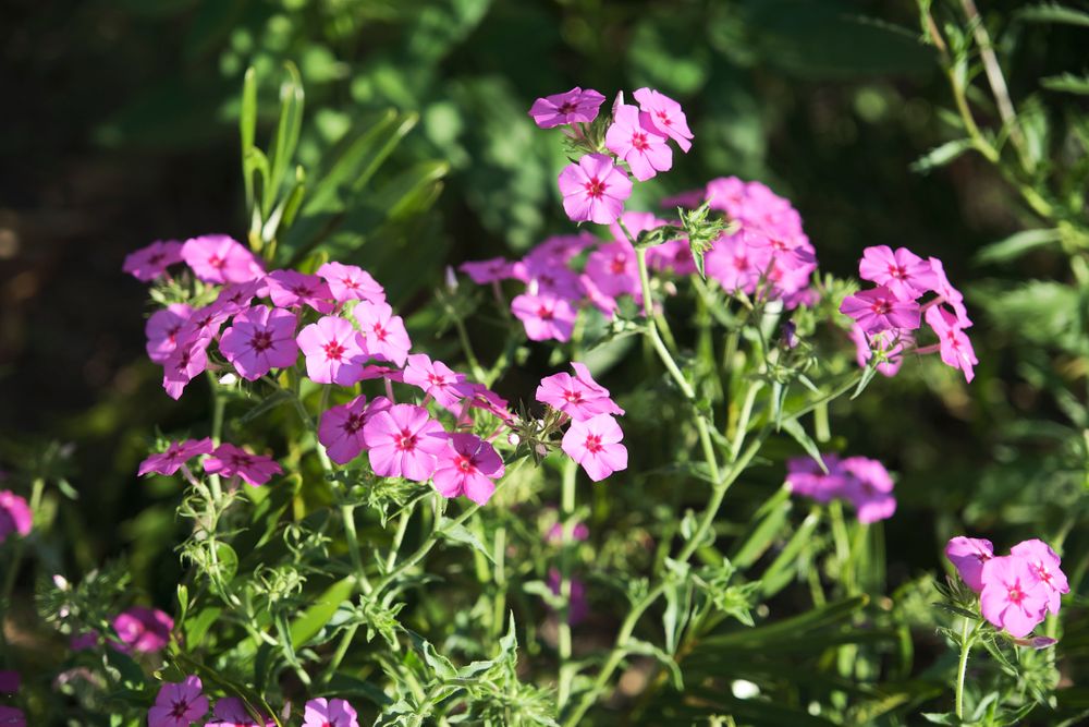 Landscape for Arazoza Brothers Corporation in Miami, FL