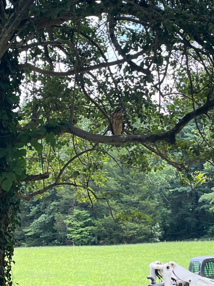 All Photos for Rawls Tree Care in Richmond, VA