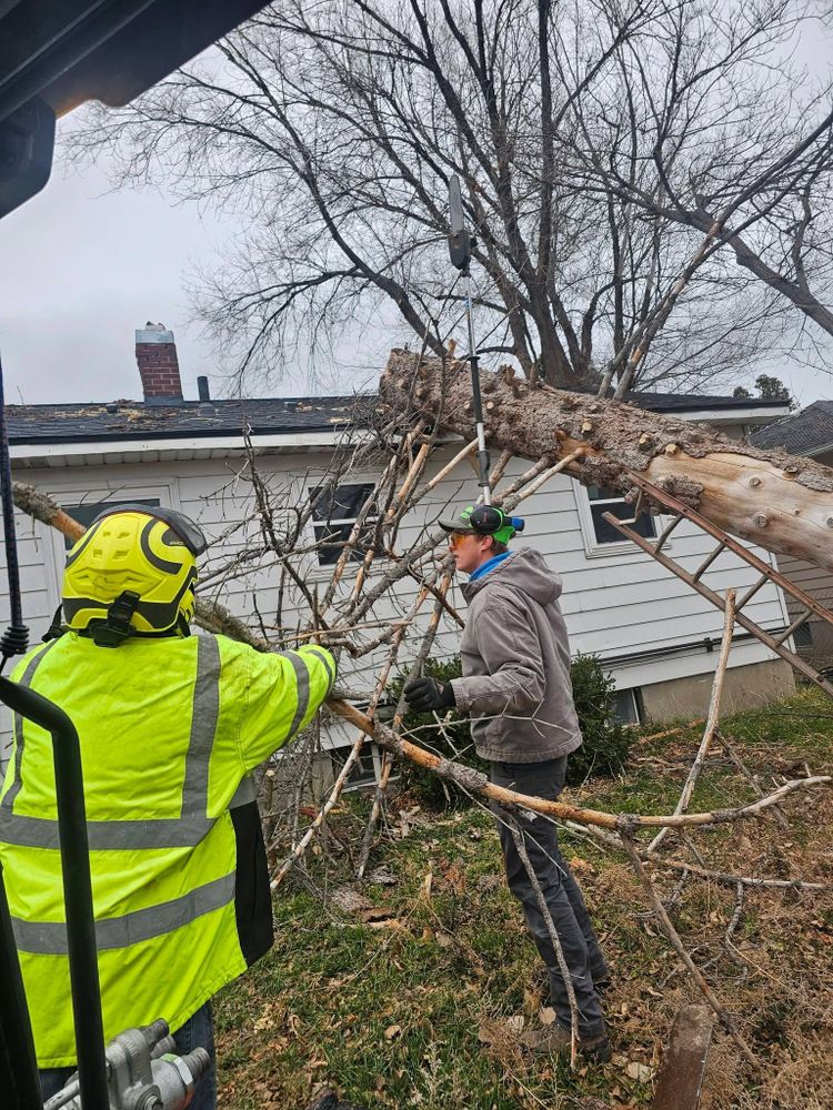 Tree Removal for Portneuf Valley Tree Service in Pocatello, ID