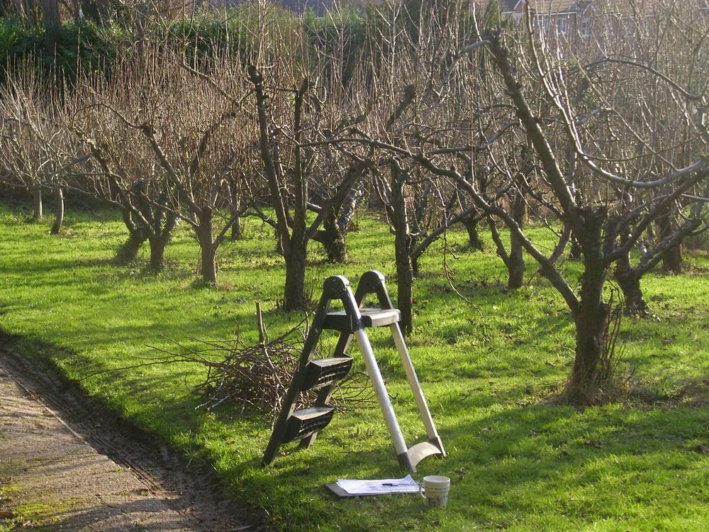 Enhance your garden's beauty with our professional tree and shrub trimming services, promoting health and growth while maintaining a neat, aesthetically pleasing landscape tailored to meet your home's unique outdoor needs. for Powell Environmental Services in Deltona, FL
