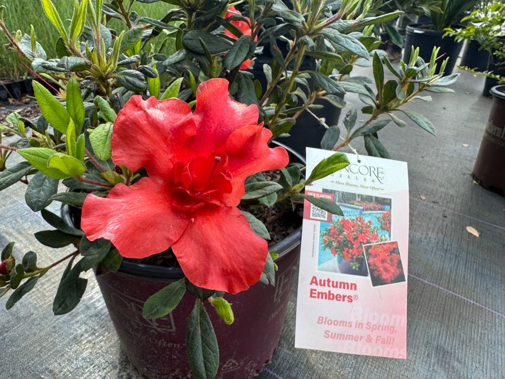 All Photos for Southern Roots Tree Farm in Crystal River, FL