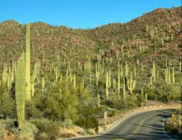 Our Cactus Removal service offers safe, efficient removal of unwanted cacti from your property, preserving the beauty of your landscape while preventing potential safety hazards or damage to surrounding plants. for Land Maintenance Service in Granite Shoals, TX