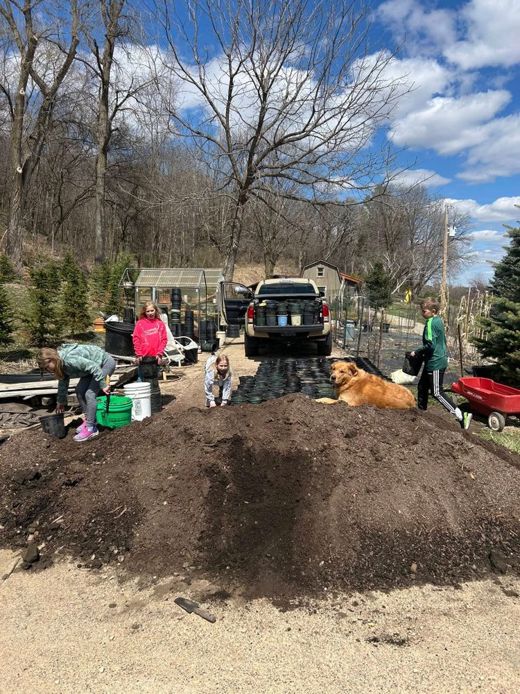 Pre-Cut Tree Lot for Spring Creek Evergreens in Red Wing, MN