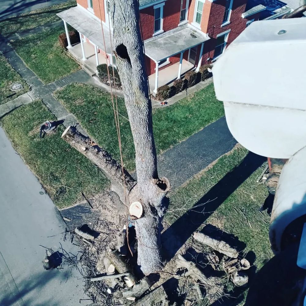 All Photos for Highborn Tree Service in Wheatfield, IN