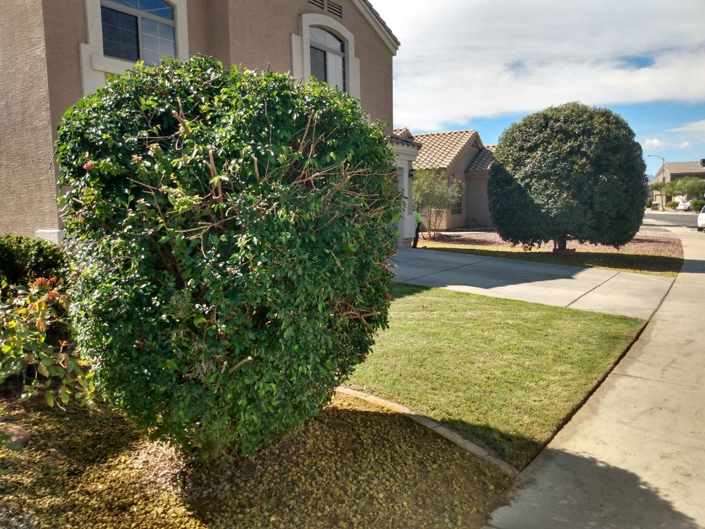 Shrub triming for Sharp Image LLC Landscaping & Hardscape in Phoenix, AZ