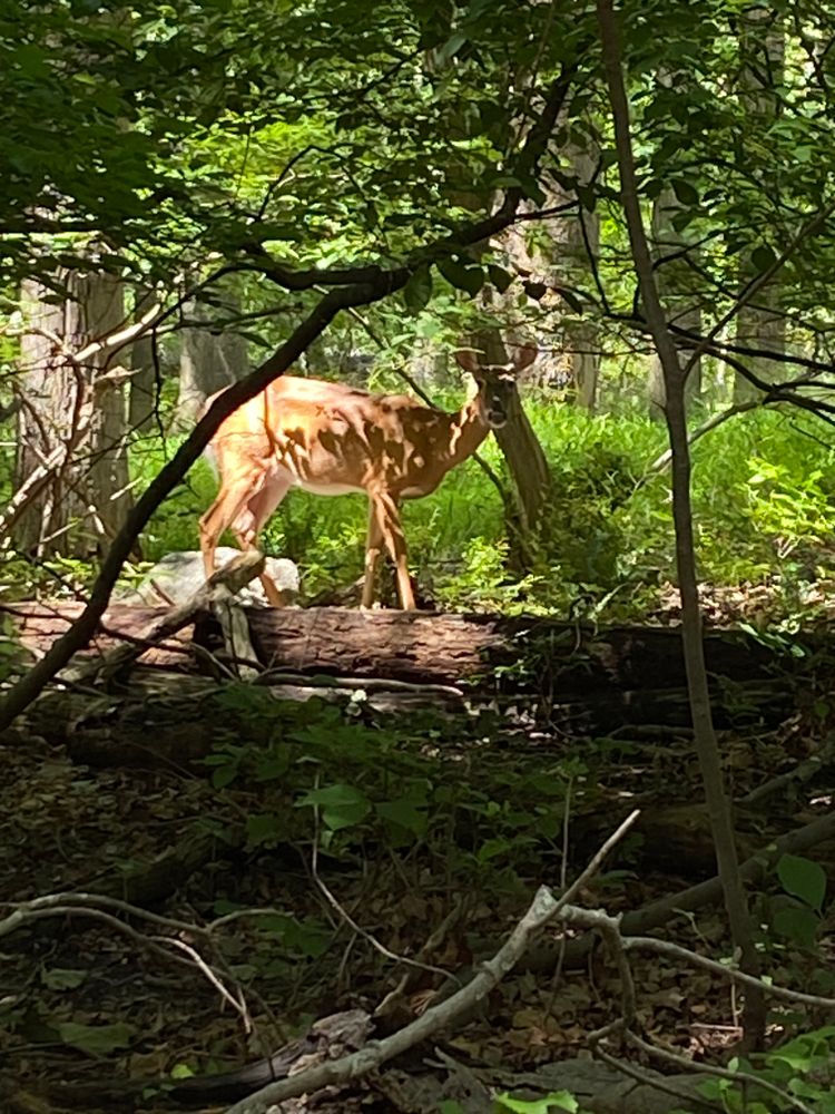 Wild Life Encounters for Stevenson Property Maintenance in Cheshire, CT