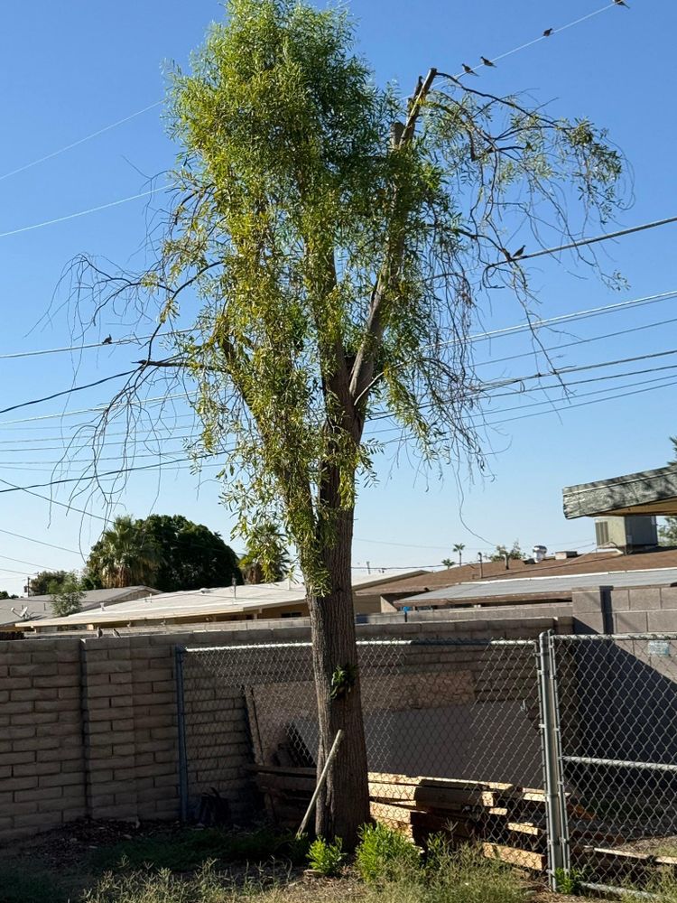 All Photos for Oliver L. Palm & Tree services in Yuma County, AZ