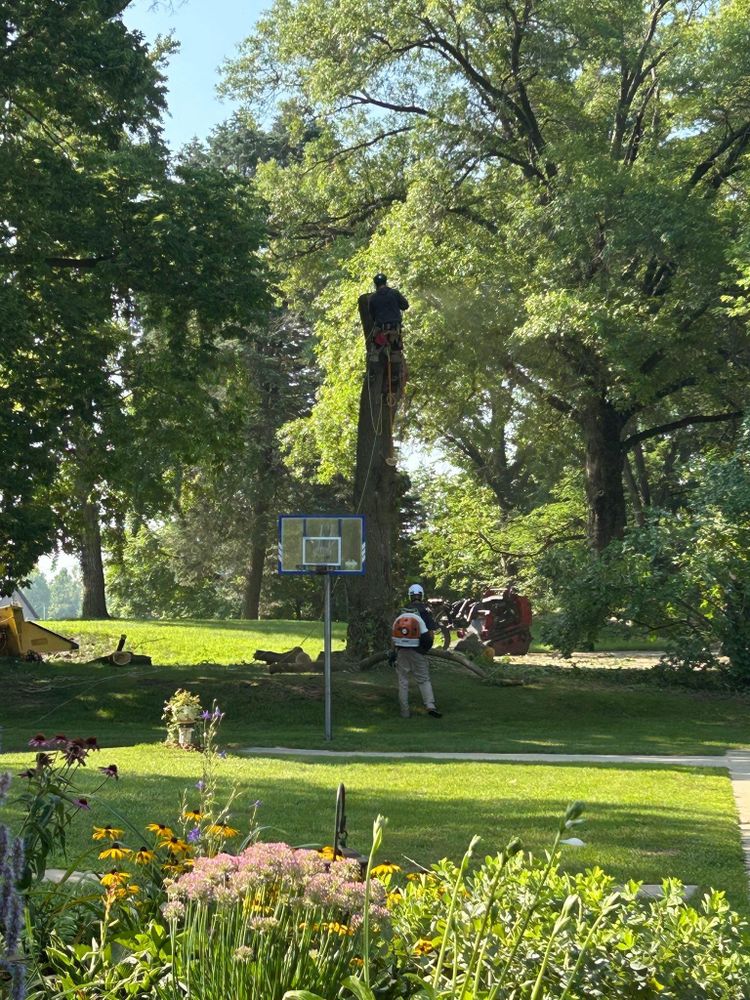All Photos for Summit Tree Care LLC in Fort Wayne, IN