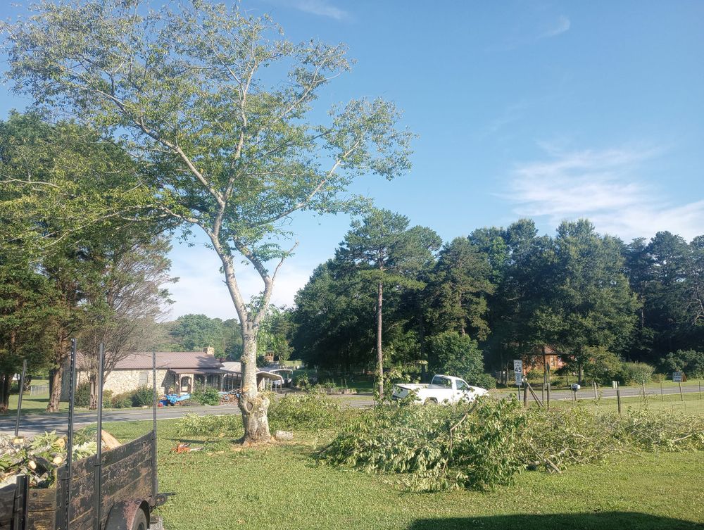 Tree Removal for Backwoods Tree Experts in Hickory, NC