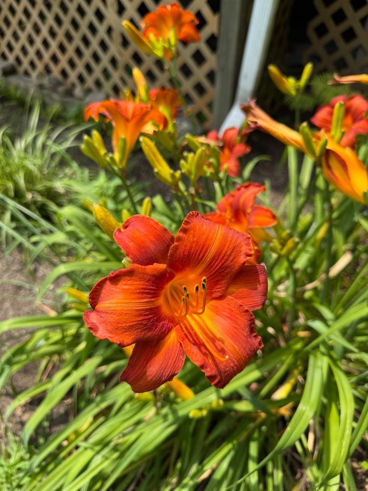 Landscape Installation Projects for Ardisi Landscaping & Design in Poughkeepsie, NY 