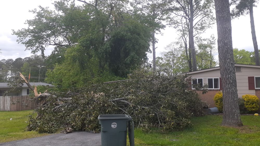 All Photos for Professional Tree Service USA in Chattanooga, TN