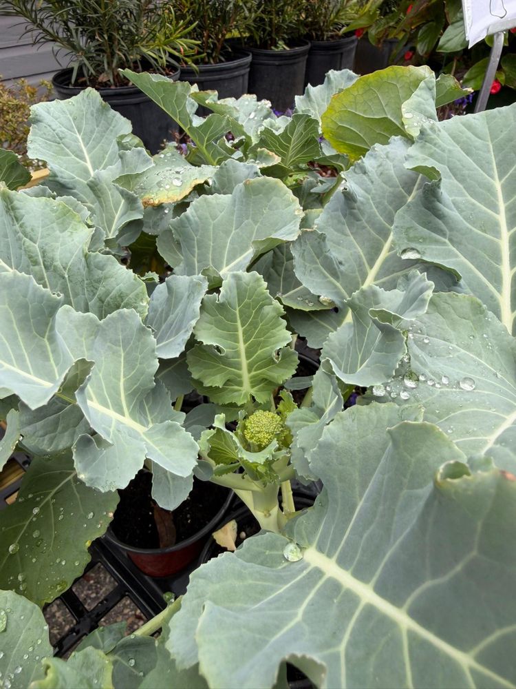 All Photos for Southern Roots Tree Farm in Crystal River, FL