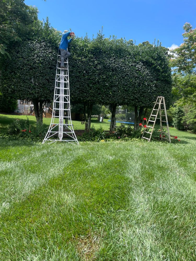 Lawn Care for DLS Landscaping in Charlotte, NC