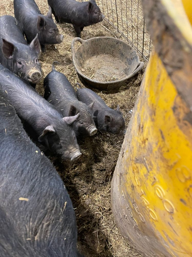 All Photos for Mr. Pipe Dreams LLC in Colorado Springs, CO