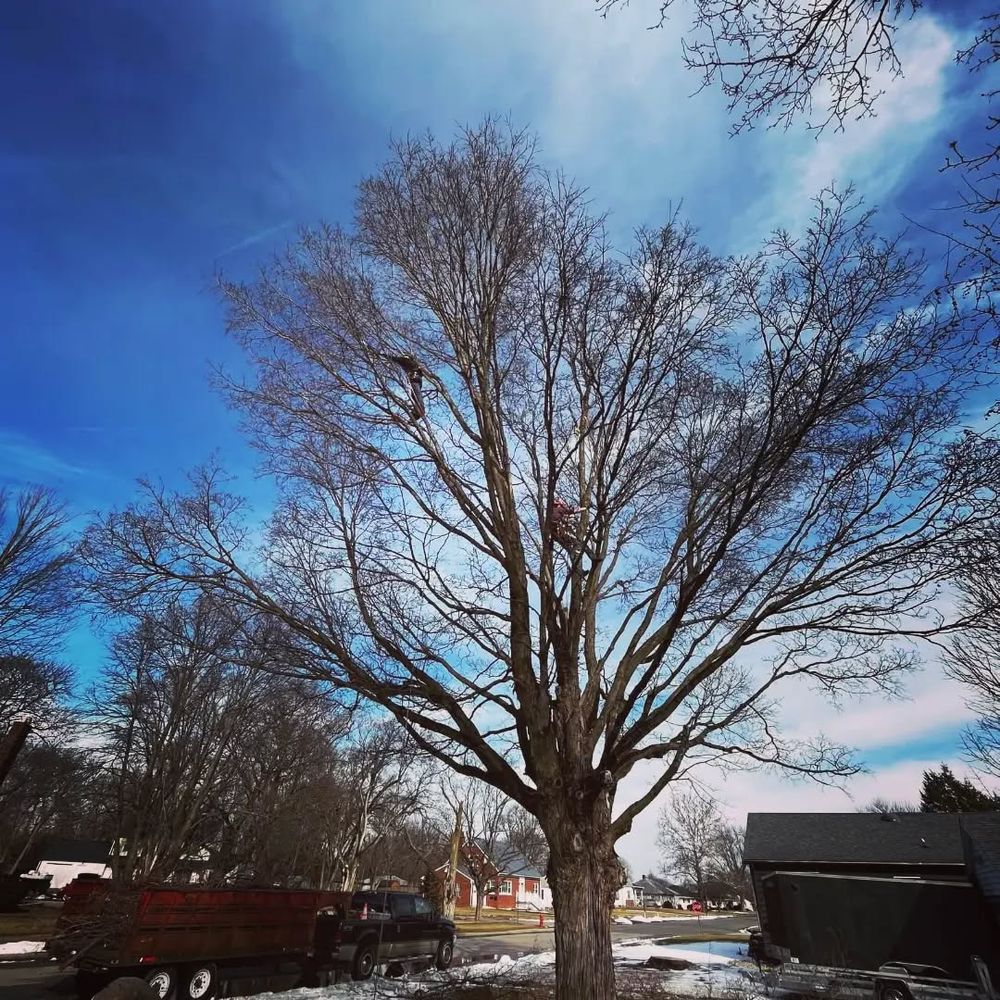 Pruning & Trimming & Shaping for Highborn Tree Service in Wheatfield, IN