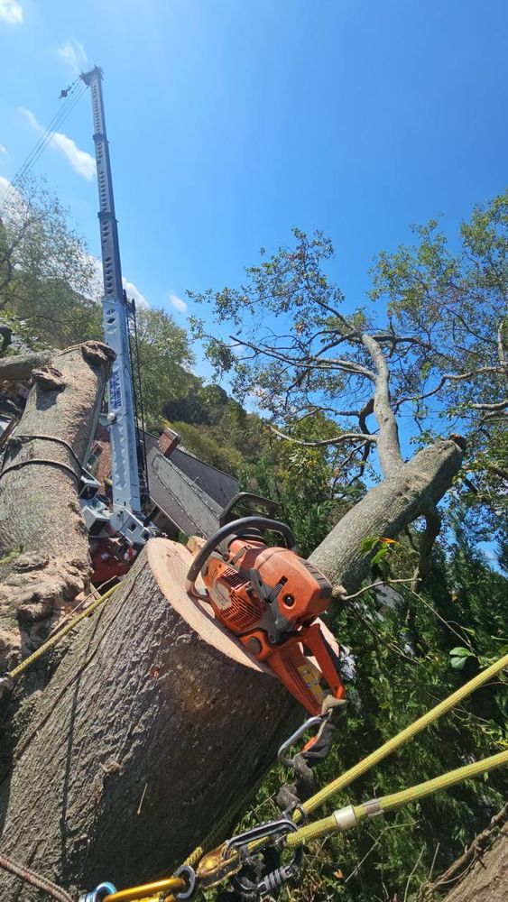 Tree Removal for Sasquatch Tree Services LLC in Spartanburg, SC