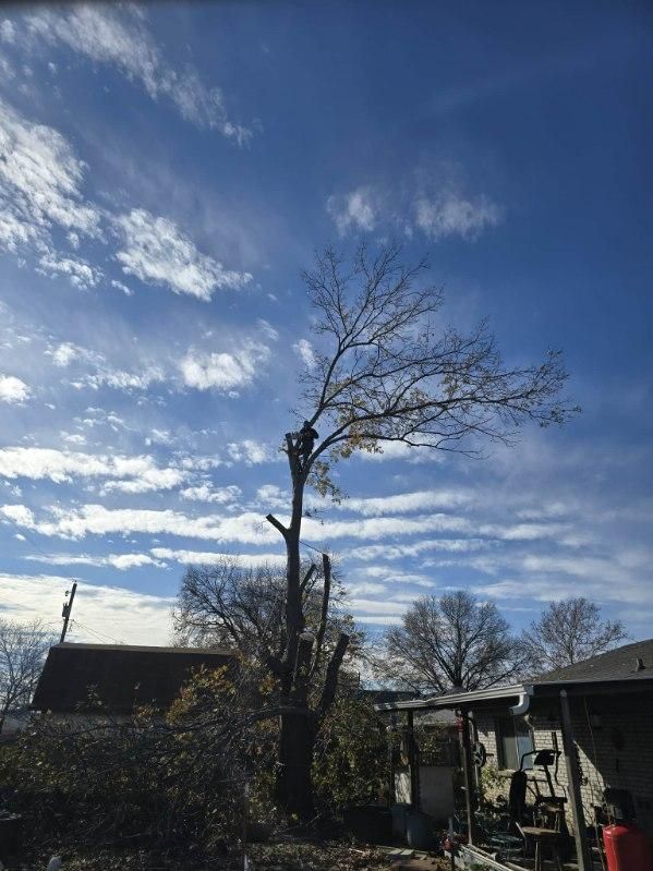 All Photos for Oklahoma Tree Guy in Bartlesville, OK