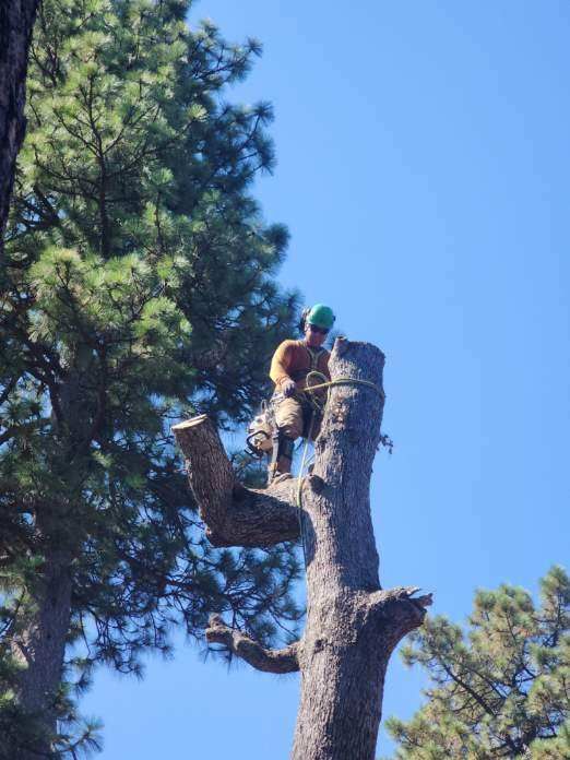 Property Clean Up for The Tree Fairy in Temecula, CA