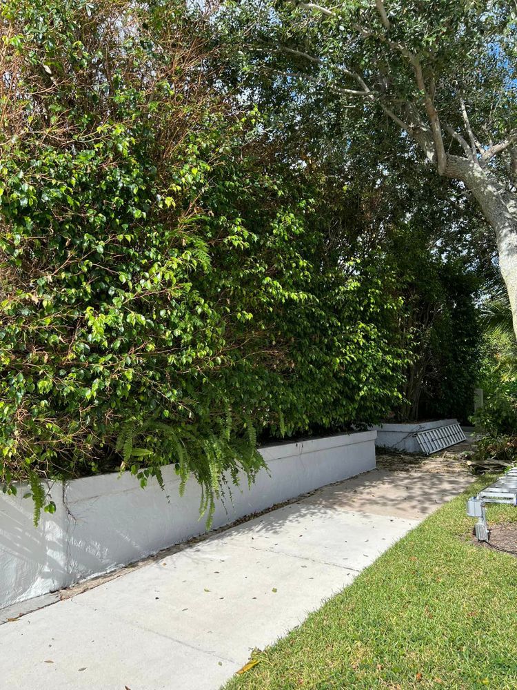 Tree trimming and Removal for Rey Landscaping & Lawn service LLC in West Palm Beach,  FL