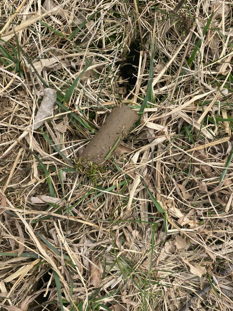 All Photos for Bearforce Lawn Care LLC in Greenfield, IN