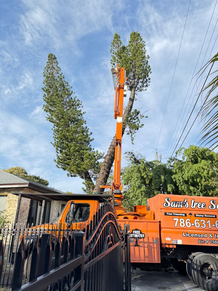 All Photos for Sam's Tree Service in Miami Beach,  FL