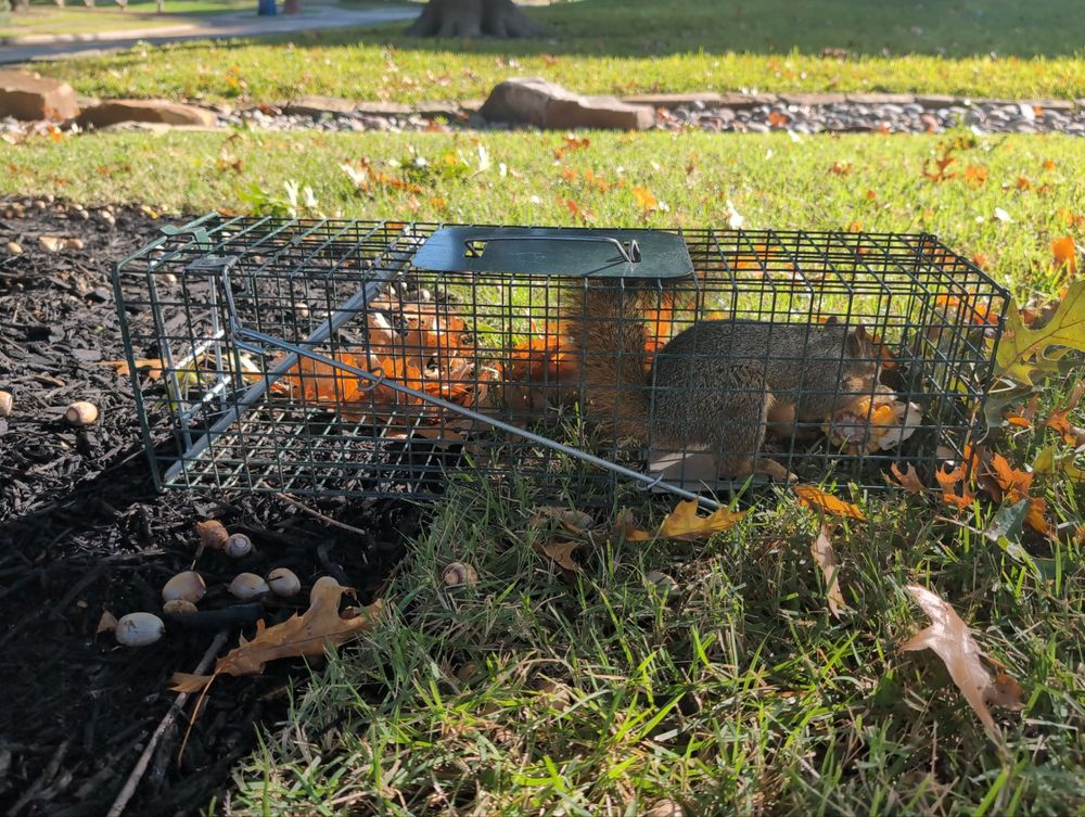 All Photos for Topper's Wildlife Removal in Garland, TX