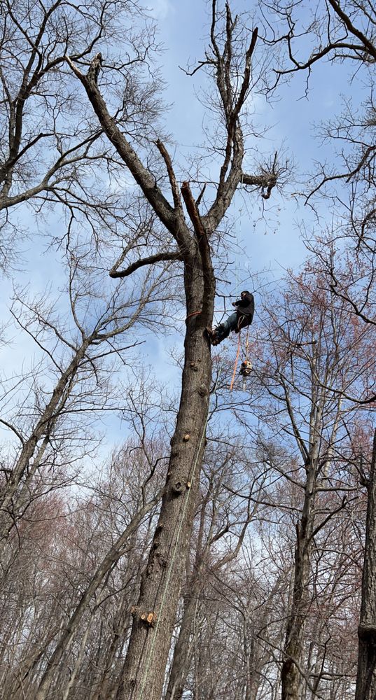 All Photos for Branch Out Tree Care LLC in Fredericksburg, VA