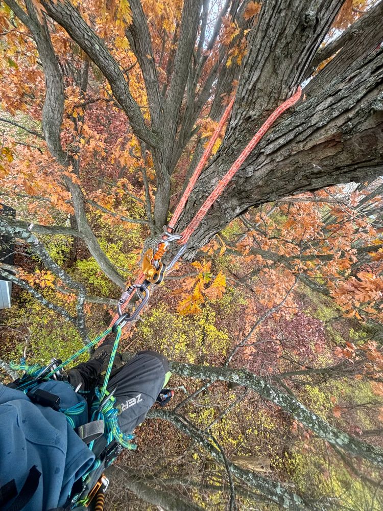 All Photos for T's Trees in Albany, NY