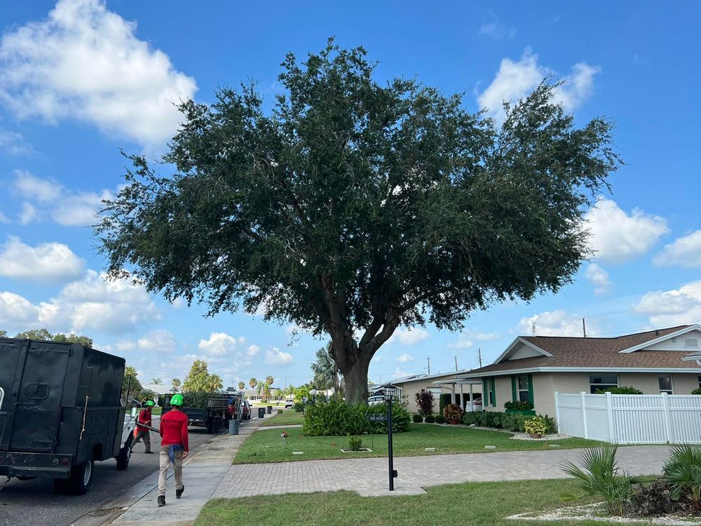 Tree Removal for TREE BOYS in Ruskin, FL