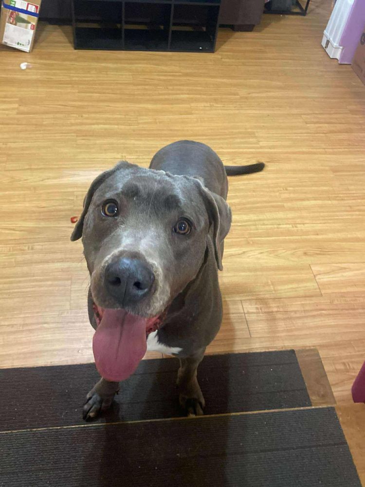Animal Rescue Service for Sullivan Sanctuary of Maine in Brunswick, ME
