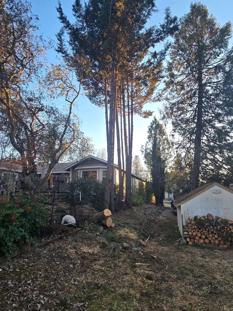 All Photos for Terra Heights Tree Experts & Landscaping  in Grass Valley,  CA