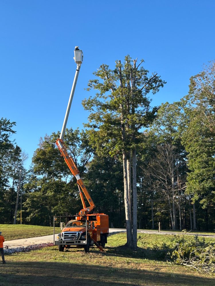 Tree Service for Transforming Landscaping & Tree Service in Bowling Green, KY