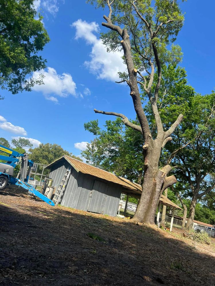 Lawn Maintenance for Duck's Lawn & Tree Service, LLC. in Lakeland, FL