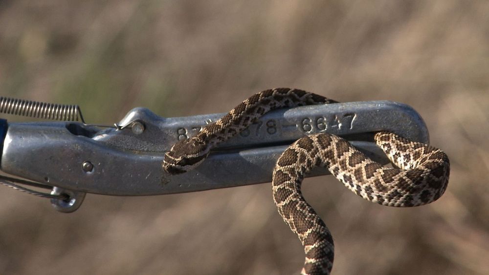 All Photos for Magnolia Wildlife Solutions  in  Collierville, TN