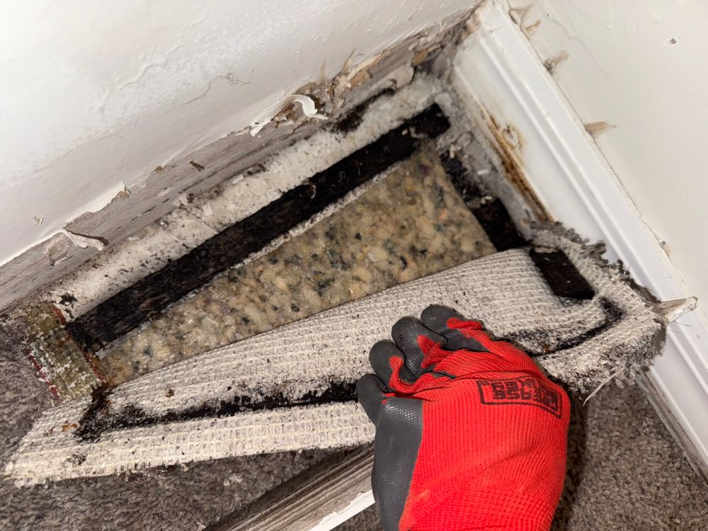 All Photos for N&D Restoration Services When Disaster Attacks, We Come In in Cape Coral,  FL