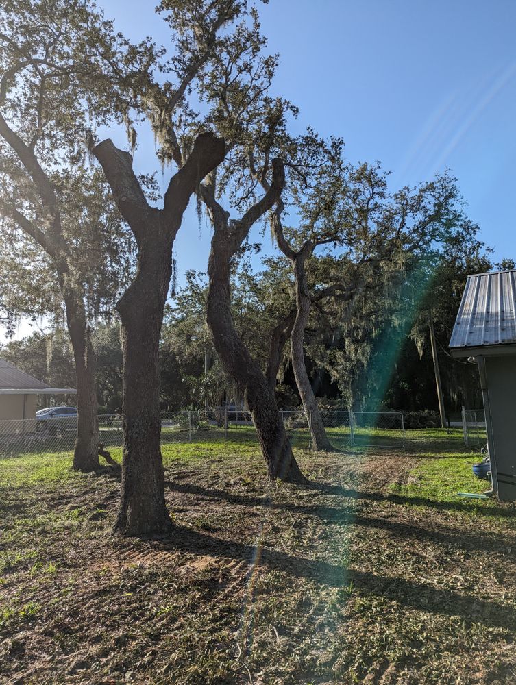 All Photos for Regal Tree Service and Stump Grinding in Wauchula, FL