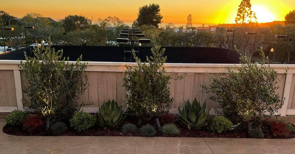 All Photos for Benito's Gardening in San Juan Capistrano, CA
