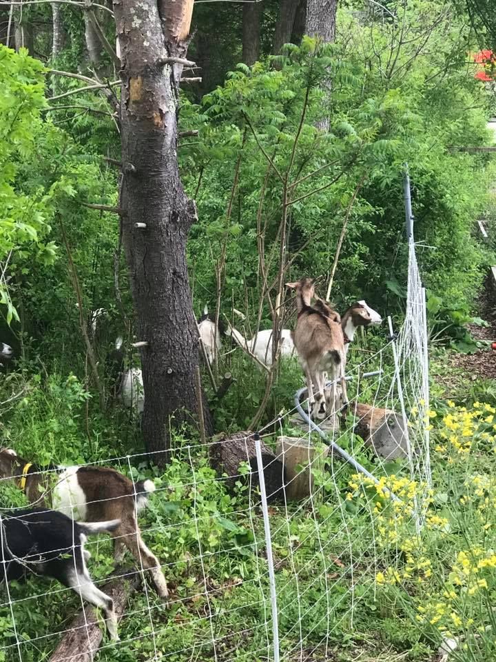 All Photos for Sam's Goatscapers of Boston in Boston, MA