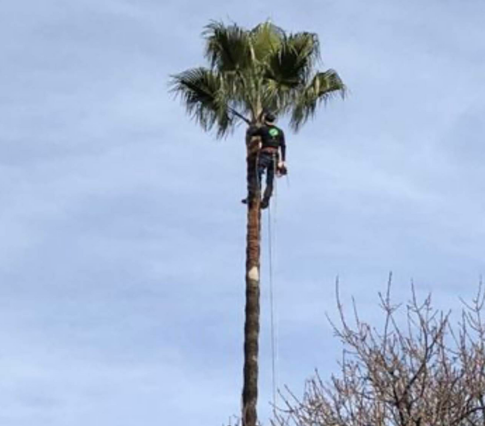 Our tree trimming service improves your property’s safety, appearance, and tree health by removing overgrowth and weak limbs. We deliver careful, professional pruning tailored to your landscape’s needs. for A1 Tree Care in San Jose, CA