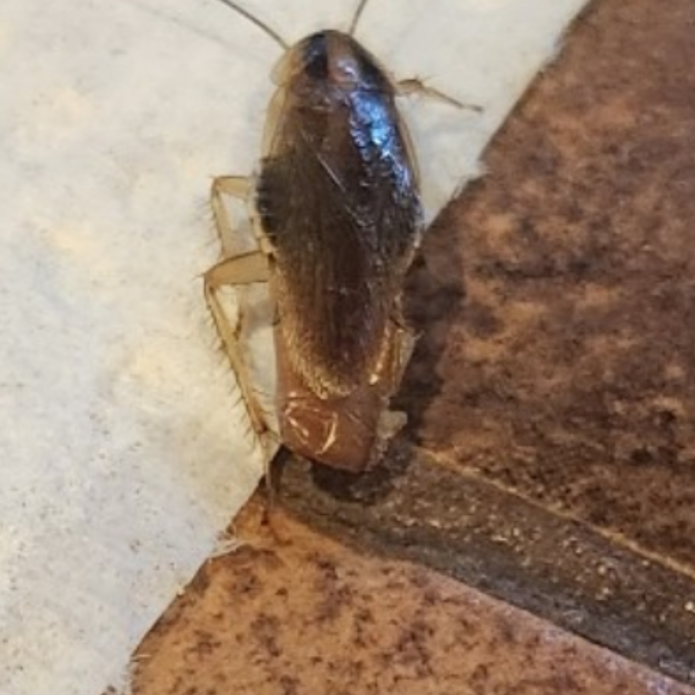 All Photos for Niko's Pest Control in Las Vegas, NV
