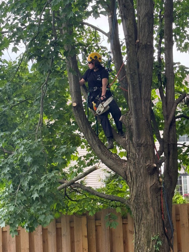 All Photos for Down To Earth Tree Service, LLC in Olmsted Falls, OH