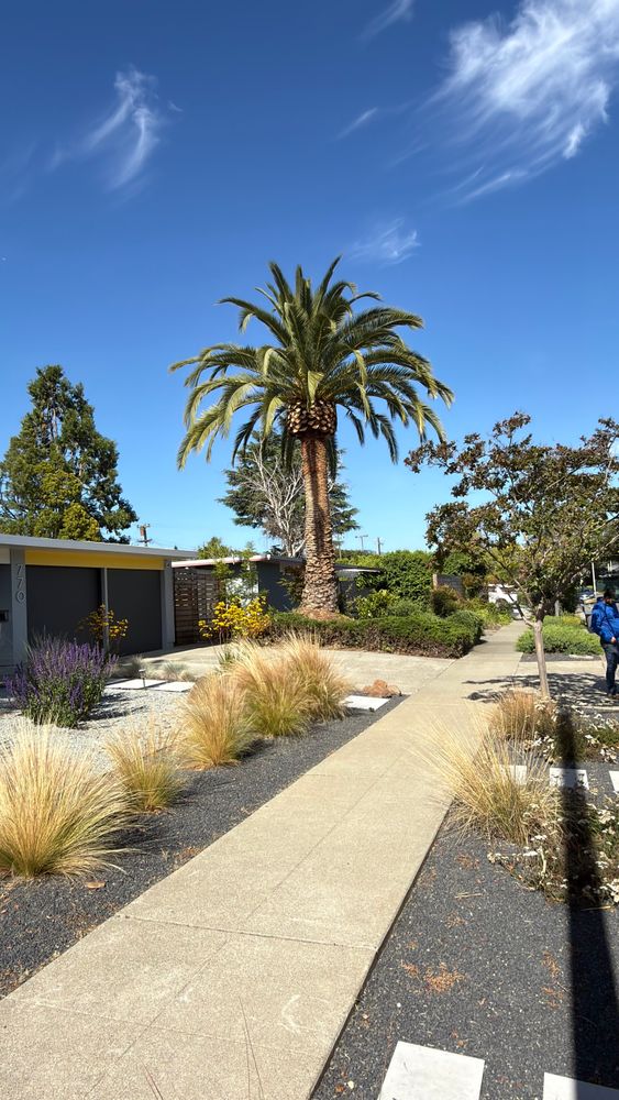 All Photos for A1 Tree Care LLC in San Jose, CA