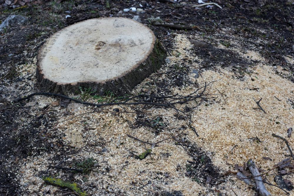 Our Stump Removal service ensures complete elimination of unsightly tree stumps from your property, enhancing its appearance and creating a safe environment for landscaping and outdoor activities. for Tree Amigos Tree Service in Ocala, Fl