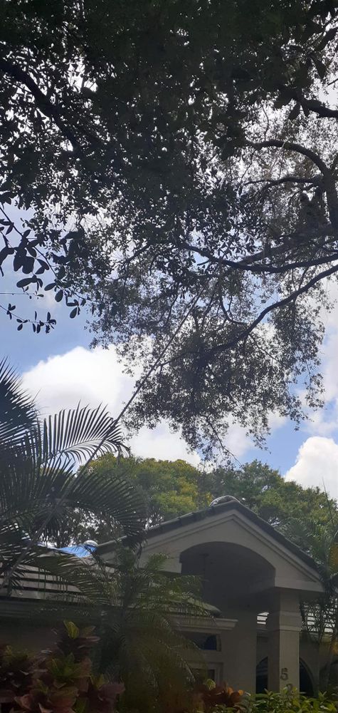 Tree Removal for Alpha Trees Service and Property Management in Port Charlotte, FL