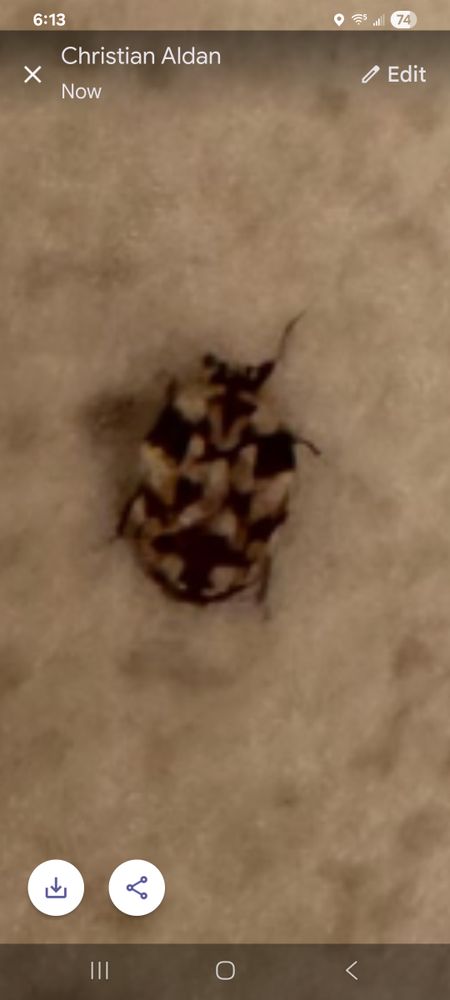 All Photos for Niko's Pest Control in Las Vegas, NV