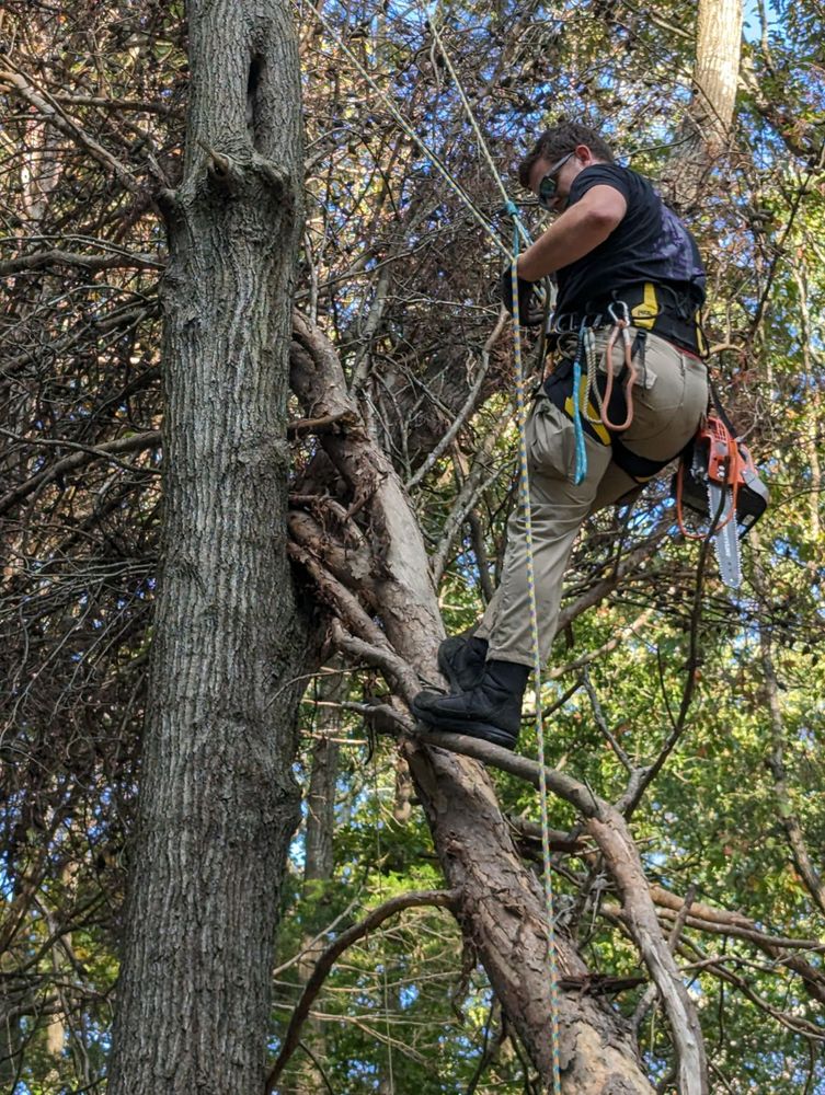 Other Services for Affordable Tree Service TN in White House, TN